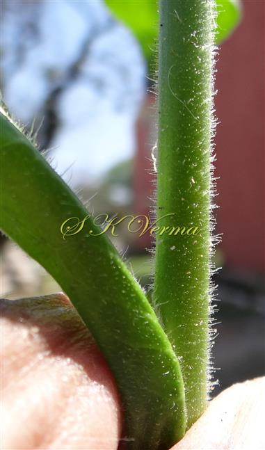 Stem and base of cauline leaf